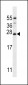RM50 Antibody (C-term)
